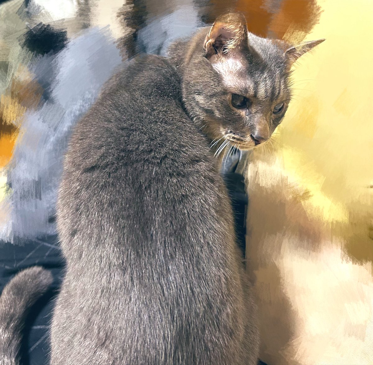 sp_Huu_080_'s tweet photo. 飼い主の上に座る猫🐱
　　　    ↓
        そして寝た https://t.co/zYupefTM7e