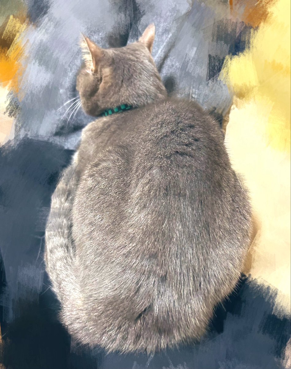 sp_Huu_080_'s tweet photo. 飼い主の上に座る猫🐱
　　　    ↓
        そして寝た https://t.co/zYupefTM7e