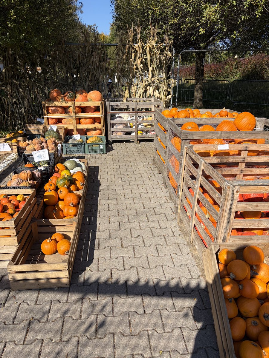lilkilly_'s tweet photo. omg pumpkinland is here https://t.co/Pp4XLntuyn