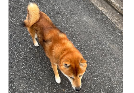 mama88872520's tweet photo. 10/3 16:00頃  福岡県 #北九州市  若松区  若松区修多羅 🐶目撃情報📢
#柴犬 ♂️ 緑系の首輪  #迷子犬  #迷い犬  
無事保護されてます様に🙏目撃されたら110番で保護依頼を🙇‍♀️
発信者様 https://t.co/zqlPtR5tuv より🙇‍♀️ https://t.co/vevEE9kso8
