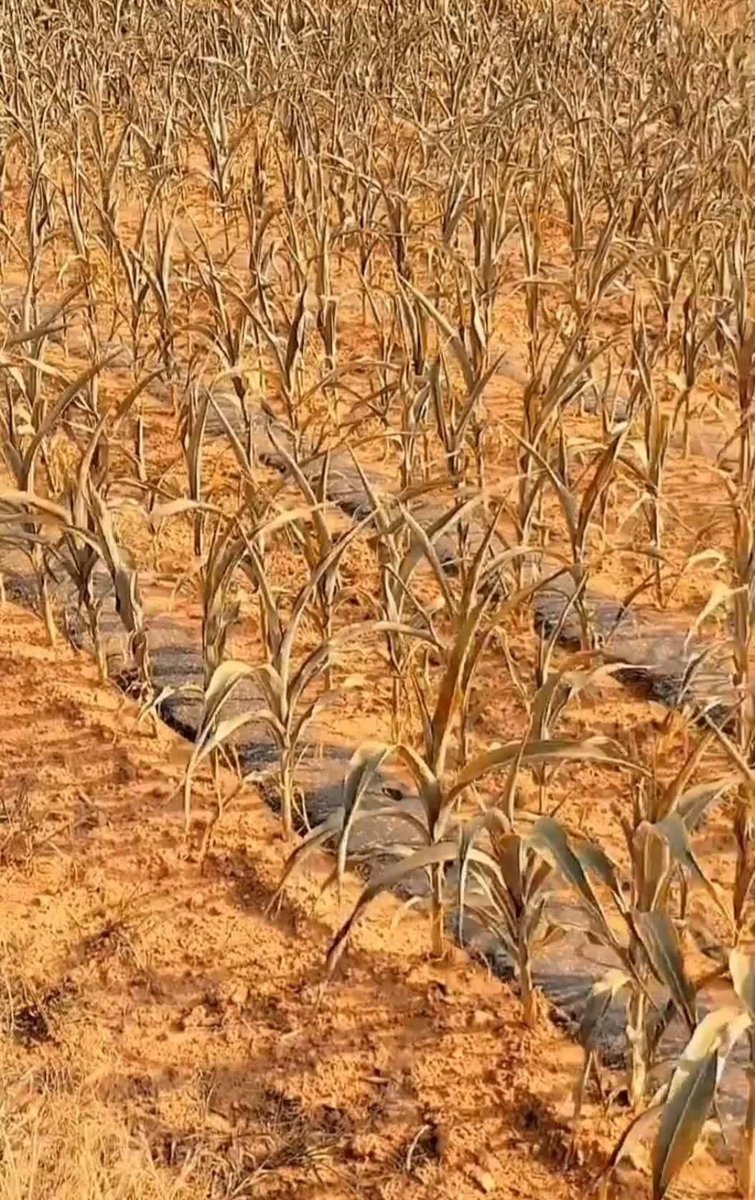 thkrn5979's tweet photo. [Fields with scorched crops from neck-row mowing, a stark harvest scene warning of farm care missteps]， https://t.co/IenfTN9tTl