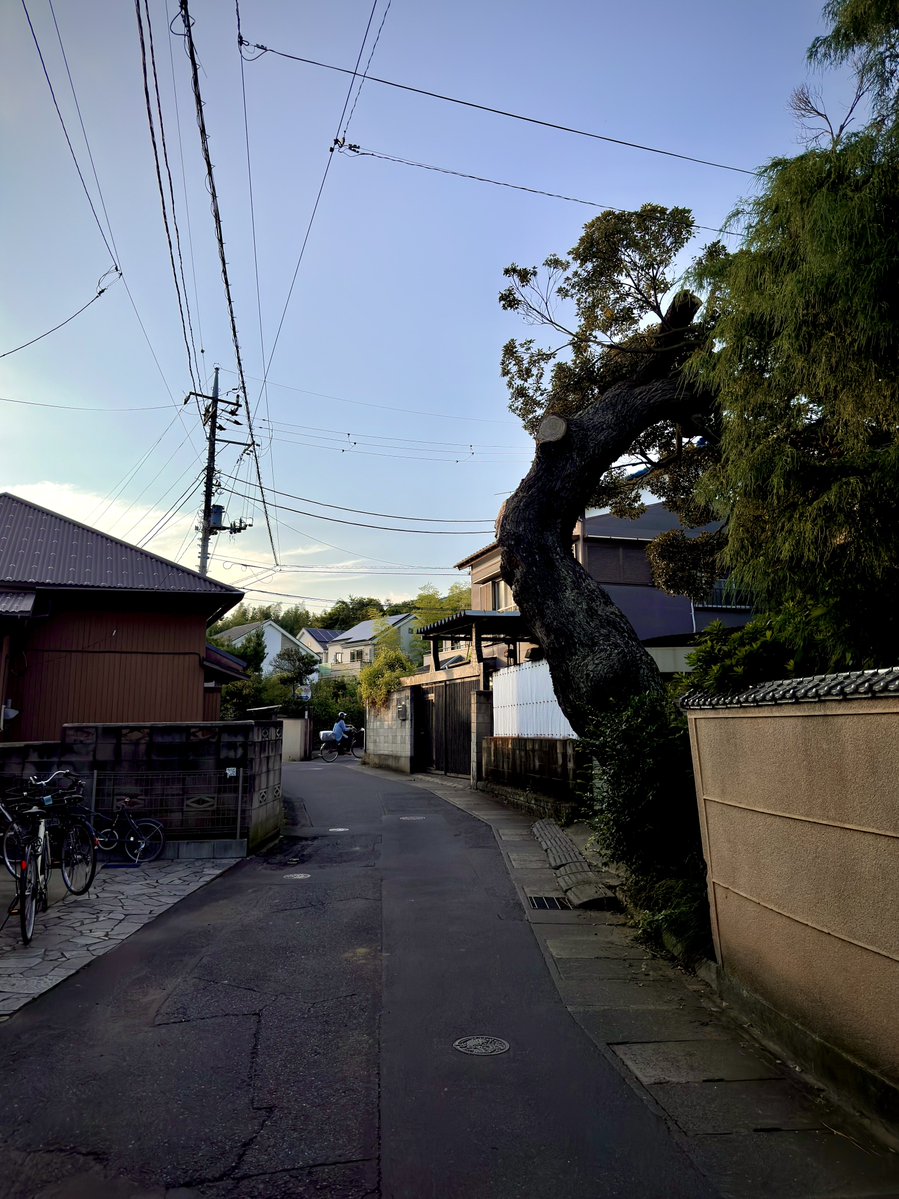 North_ern2's tweet photo. それにしても秋の夕方というのはどうしてこう寂しくなるのだろう。淡い橙色と茜色を帯びた夕空の下では、大勢人が行き交う街中や駅前にいても、たまに軽トラと犬の散歩をする人がゆく稲刈りの済んだ田んぼの脇にいても、どうしたって寂しさが湧いてくる。古い住宅街で夕食の支度の匂いやテレビの音が漂ってくると、追い立てられたみたいに叫びながら耳を塞いでその場から逃げ去りたくなる。どこへ？家だ。家に？誰もいない家にか？