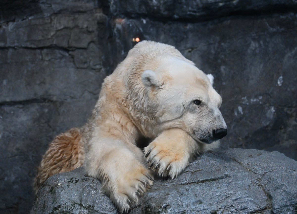 kurutu6's tweet photo. ユキ丸🐻‍❄️
ありがとう
カッコいいし　かわいいし
くるくるの毛も
ずっーとずっーと忘れない
またね🌈💐　

📷️2026.9.27
#八景島シーパラダイス 
#ホッキョクグマ　#ユキ丸 https://t.co/AqiX6ENHAS
