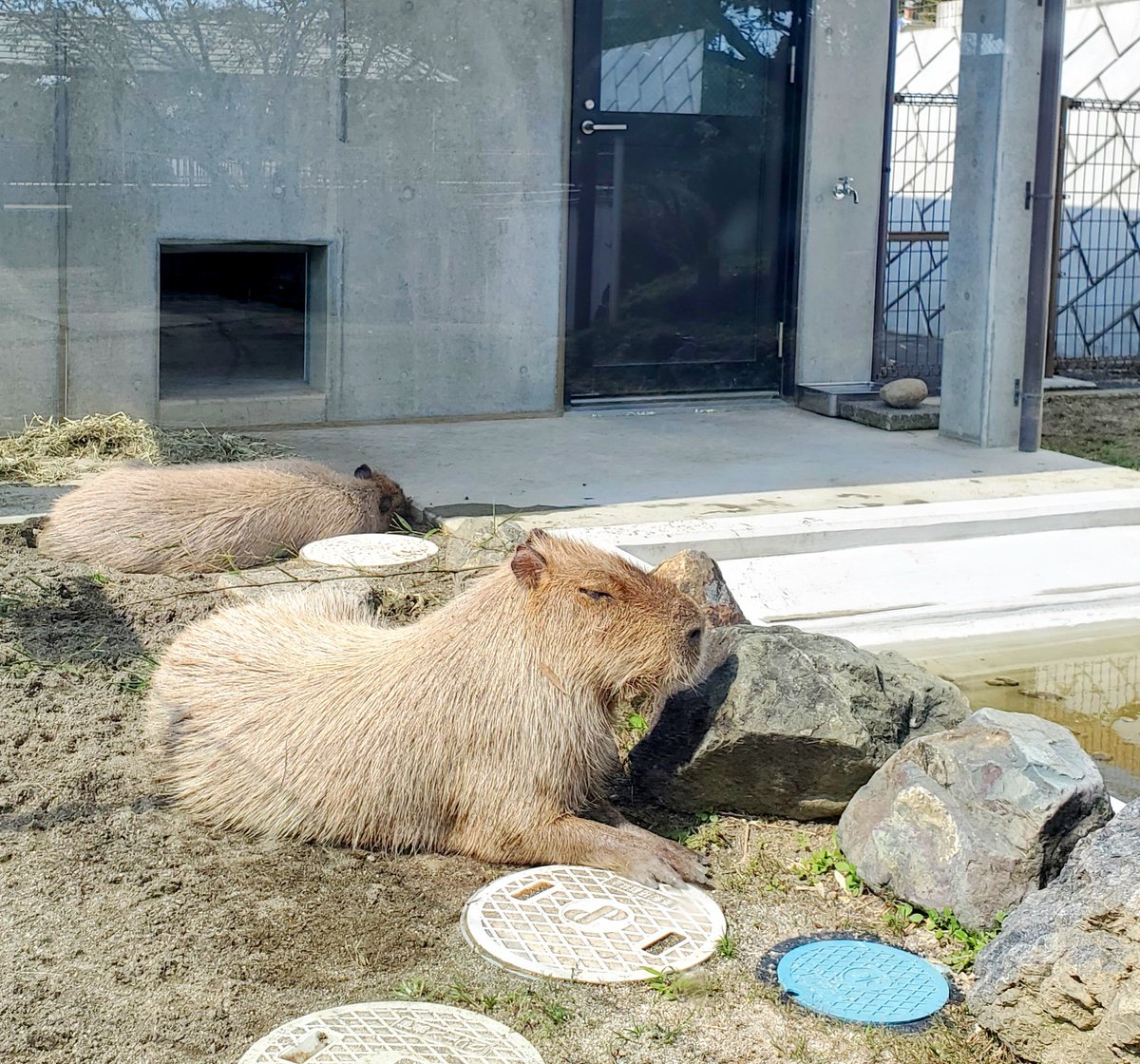 ayanachana's tweet photo. 山を見て、動物を見て、いい感じにレトロな遊園地で遊んで来た。
ずっと天気が悪かったからやっとまともに子供達とお出かけすることが出来た。 https://t.co/OKbd3pN9kR