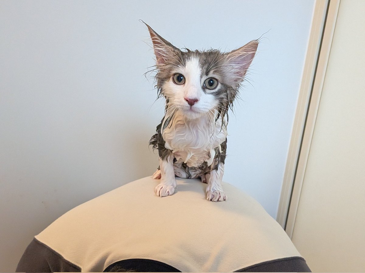 okomeskey's tweet photo. ねこ、初めてのシャンプー
逃げ場が無くて夫に登る https://t.co/WOeljFJHx6