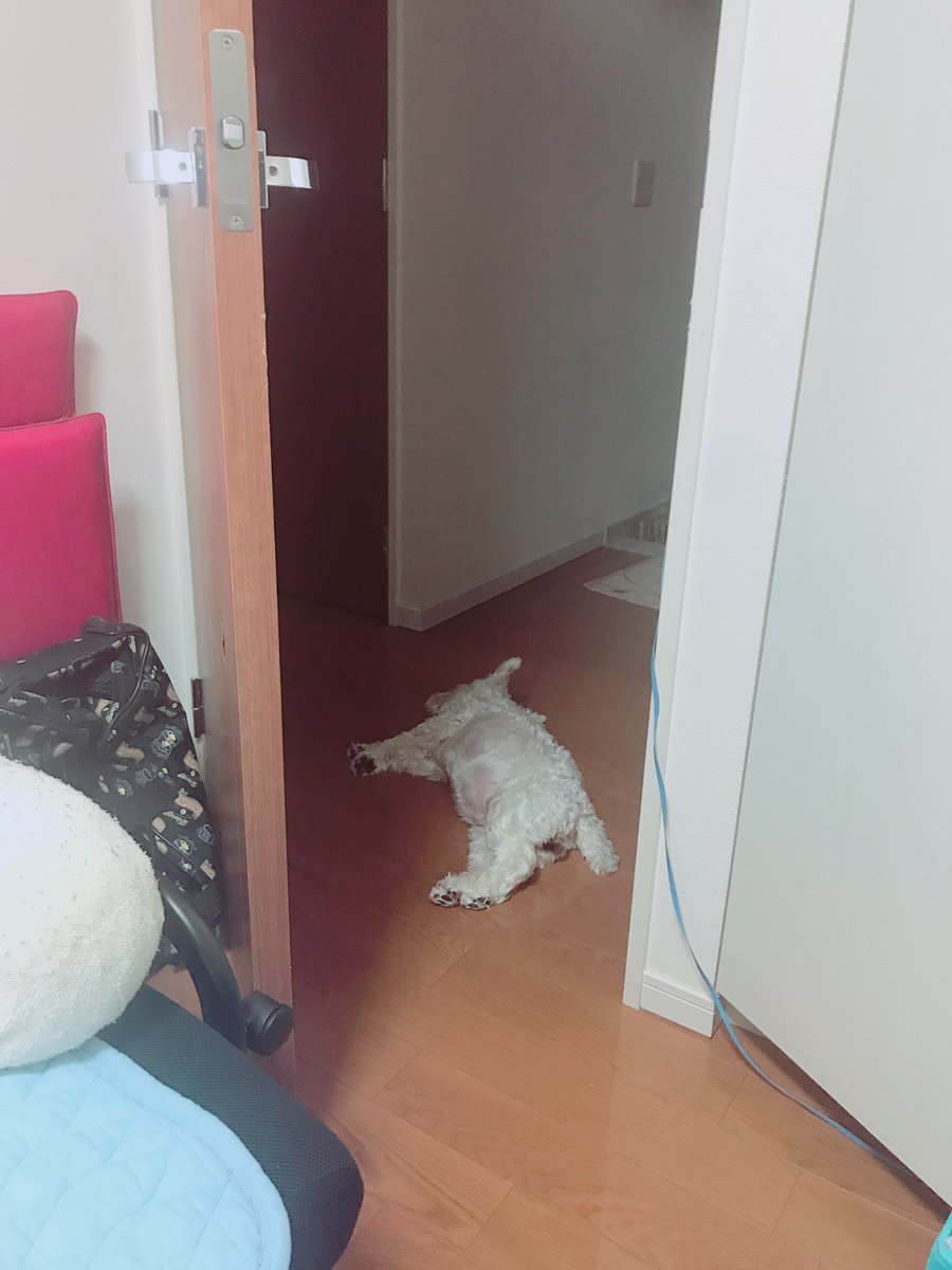 _loverary's tweet photo. 犬が落ちてる生活よかったな・・ https://t.co/TTJV1NCRqq