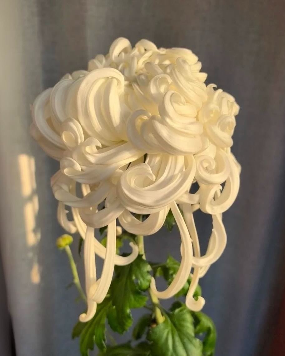 AcervoCharts's tweet photo. Flor impressiona por parecer um sorvete feito de glacê. https://t.co/tcVLBhj1eL