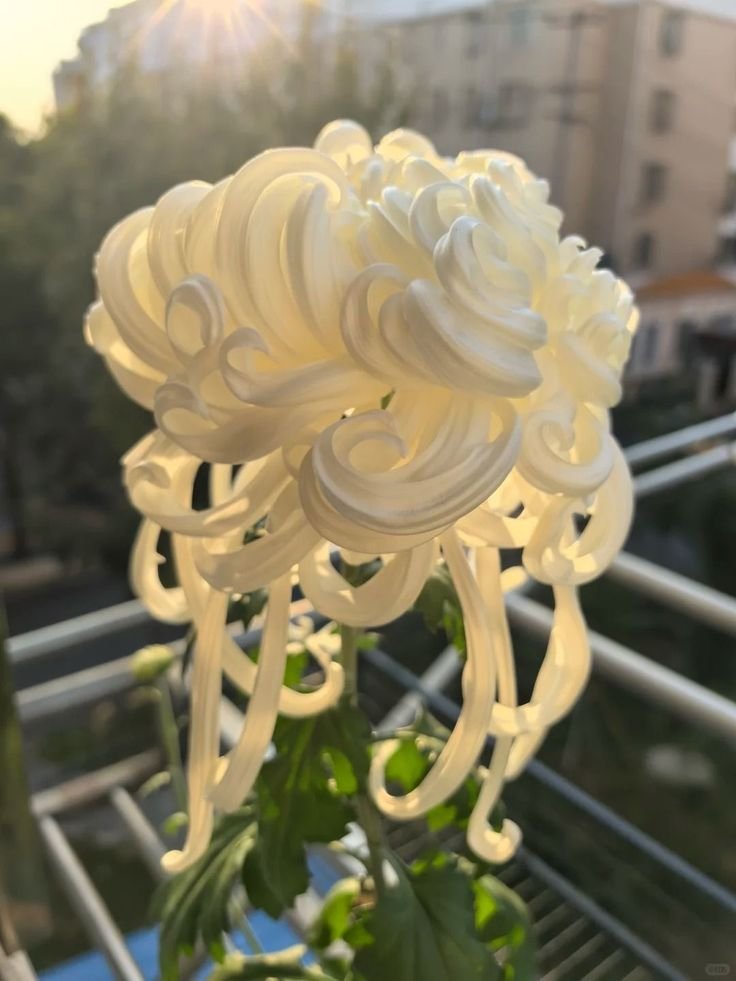 AcervoCharts's tweet photo. Flor impressiona por parecer um sorvete feito de glacê. https://t.co/tcVLBhj1eL