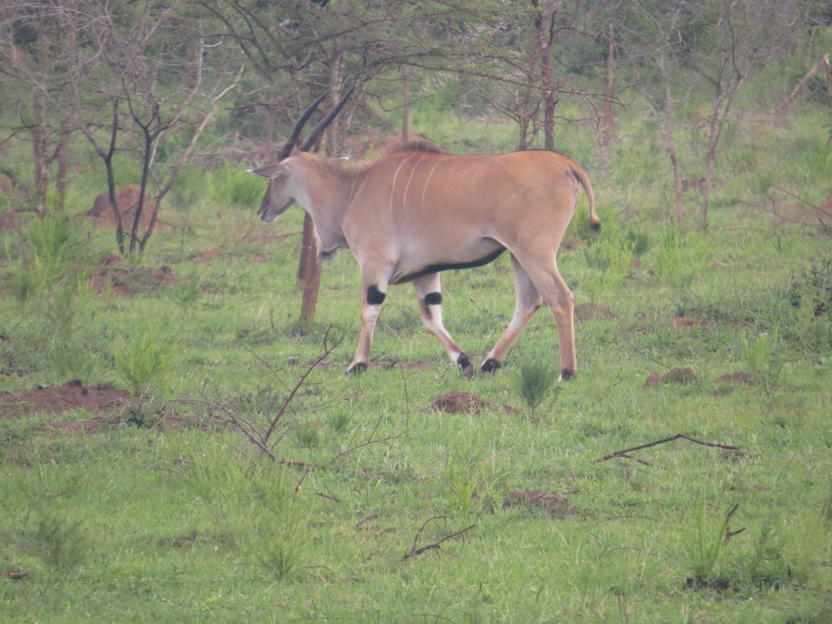 AfriquestUG's tweet photo. Lake Mburo National Park is one of Uganda’s key strongholds for the common eland, Africa’s largest antelope.

Roaming freely across the beautiful savannahs of the Park

Come experience Uganda’s wildlife with Afriquest Travels.

Email: info@afriquesttravels.com https://t.co/JeZk4sfhUc