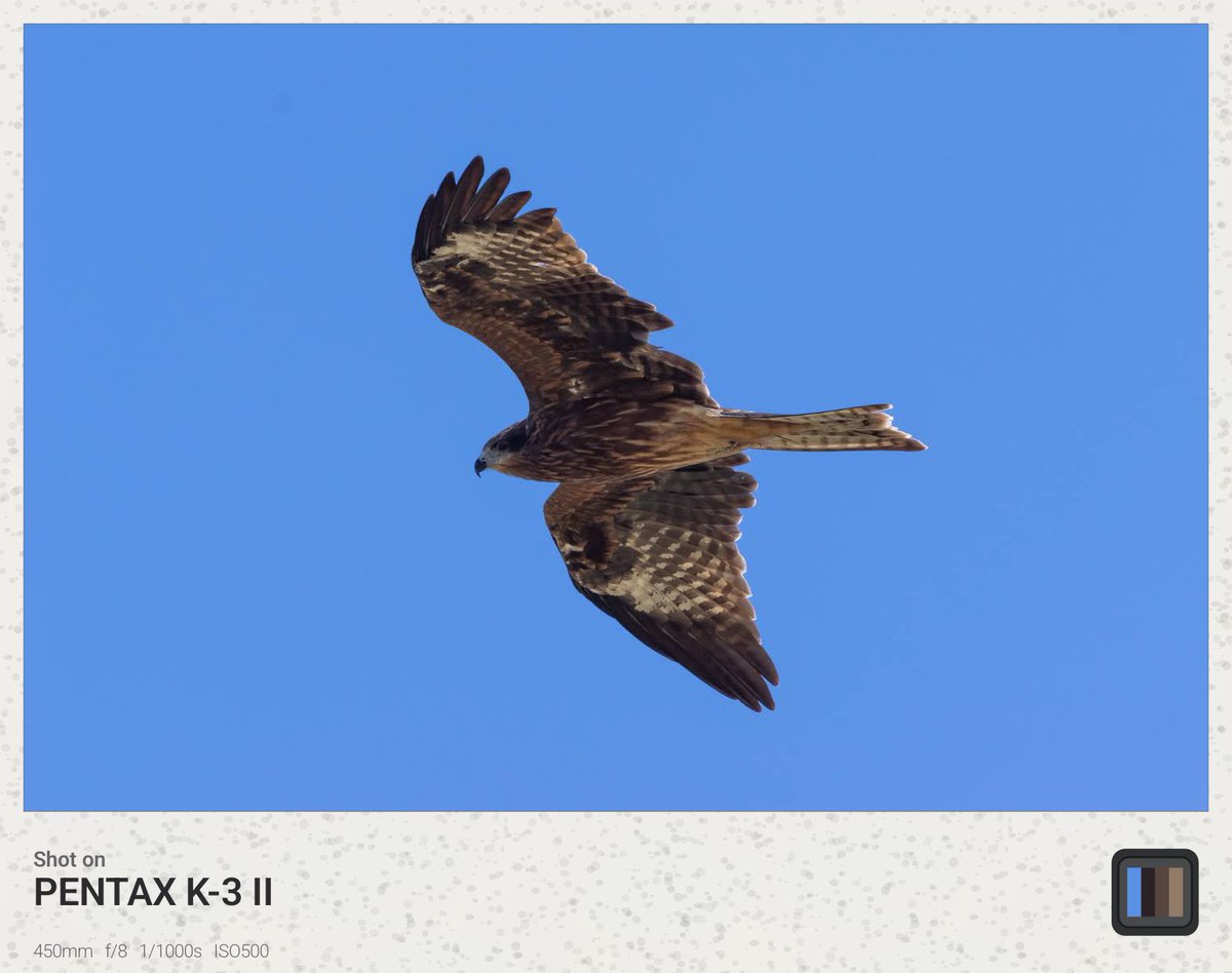 SP48K's tweet photo. #Exigram 
こう見えてカラスに追い立てられているところである
#トビ https://t.co/Mk7Z0cw7yp