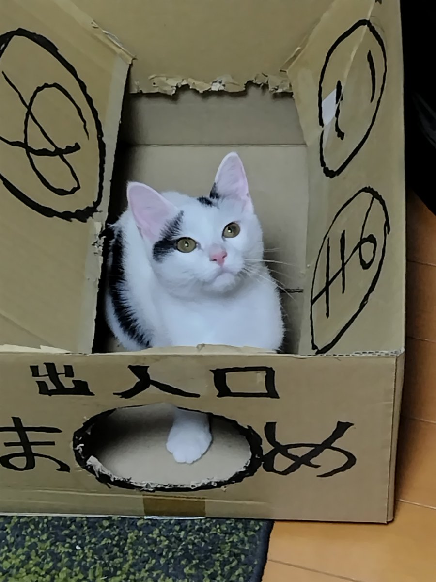 ROkUHANA00's tweet photo. まめこが来て９６日目

まめこハウスは日々、ダンナとまめこの訓練（遊び）に使われボロボロになってます

そのハウスの中で誇らしげな顔をするまめこです https://t.co/TvvU7IRAFP