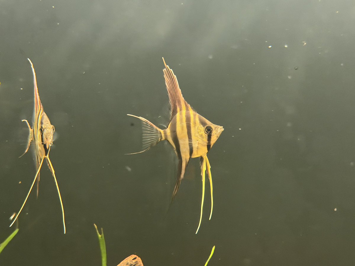 smallx2aquarium's tweet photo. アルタムエンゼルリベンジです！
是非ご視聴ください！
【硝酸塩MAX】水合わせ失敗かと思った…アルタムエンゼル6匹、まさかの結末　＃アクアリウム　＃エンゼルフィッシュ　＃アルタムエンゼル https://t.co/w43D5HK4R7 @YouTubeより https://t.co/CPKabdL03V