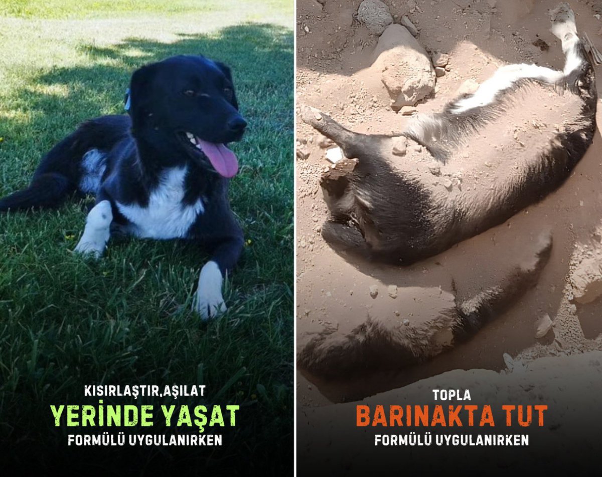 UDrms_77's tweet photo. Sokakta bu halde olan bir canlı, devletin koruması altında olması gereken barınakta bu halde. Siz de ne Allah korkusu kalmış, ne utanma duygusu kalmış, ne vicdan ne merhamet! Rabbim size merhamet etmesin. Böyle bakan olmaz! Bu zalimlik değil de nedir?
Düşman aramayın @RTErdogan https://t.co/BHgP0O15YP