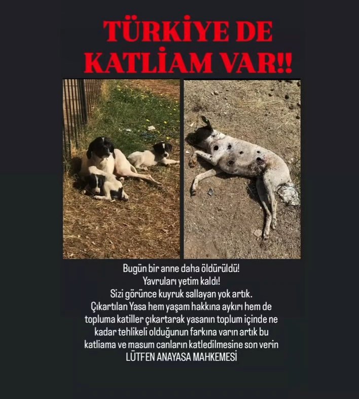 UDrms_77's tweet photo. Sokakta bu halde olan bir canlı, devletin koruması altında olması gereken barınakta bu halde. Siz de ne Allah korkusu kalmış, ne utanma duygusu kalmış, ne vicdan ne merhamet! Rabbim size merhamet etmesin. Böyle bakan olmaz! Bu zalimlik değil de nedir?
Düşman aramayın @RTErdogan https://t.co/BHgP0O15YP