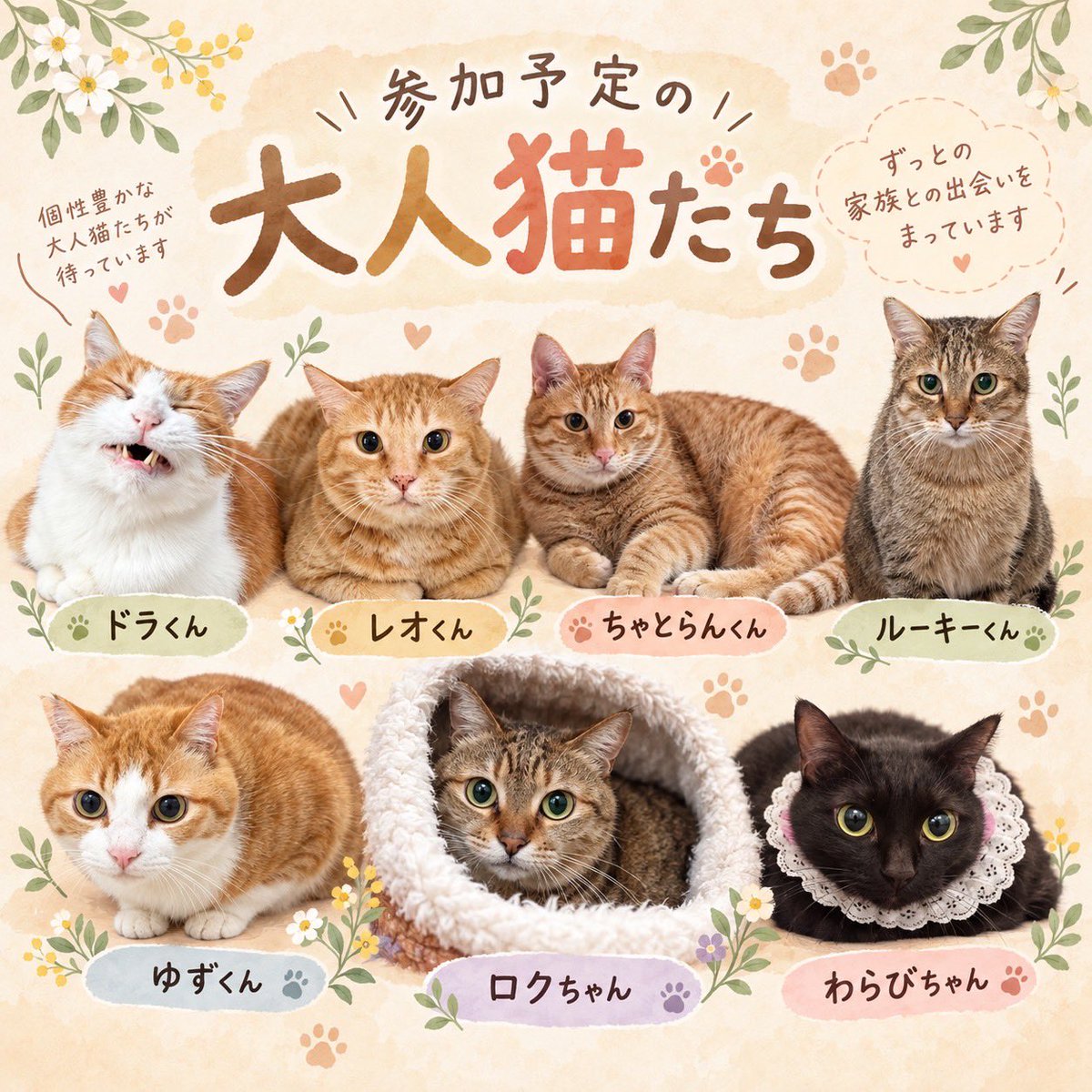 boss_cat60ya's tweet photo. 明日、10/4（日）開催です🐾

「どんな感じなんだろう？」

「いつか猫と暮らしたいけど、まだ決めていない」

「保護猫にちょっと会ってみたい」

そんな方も、ぜひ来てください😸
https://t.co/Cy0gtDYjkJ

詳細は画像に記載しています

#保護猫 #譲渡会 #宝塚 #子猫 #60家 https://t.co/zacRmZnMGC