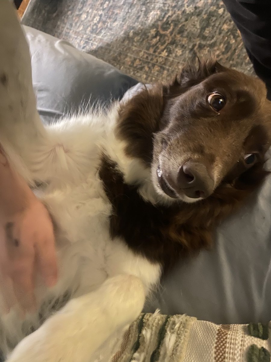 myefeblum's tweet photo. @crowmutt_ she loves u too https://t.co/SNkLbkUzNE