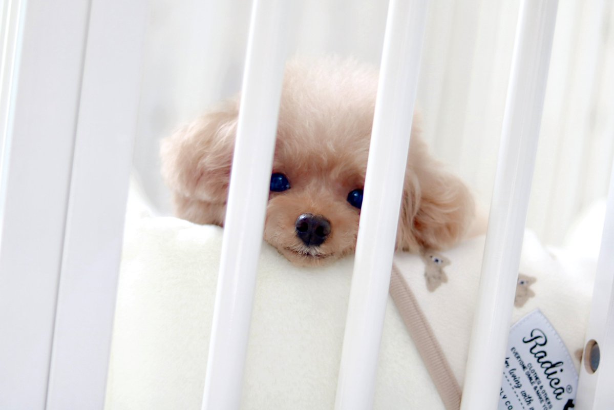 24wonderfullife's tweet photo. .
.
我が家の愛犬Hannah(ハンナ)

トイプードル 12歳の女の子
僧帽弁閉鎖不全症ステージD

ピモベハート ⸒⸒トラセミド ⸒⸒ に
今日から新たにフォルテコール
追加💊... 奏効しますように... https://t.co/kleTVCAZpI