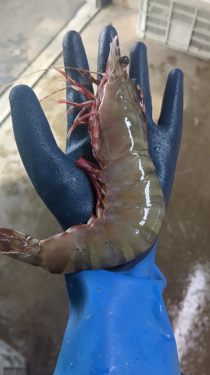 mieneesan's tweet photo. ねぇ！みんな!!
サイズ感🦐伝わるかい？
コレだよ🦐!!コレ!!
#hellbbq https://t.co/7Zq8zjarfd