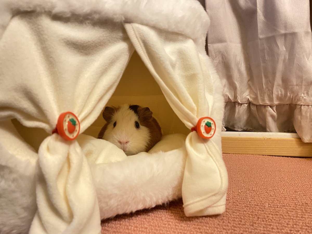 onico8717's tweet photo. ダイソーの猫用ベッド
モルモットにもいいよ🐹💕
かわいい💕💕💕💕 https://t.co/O1t0RegELa