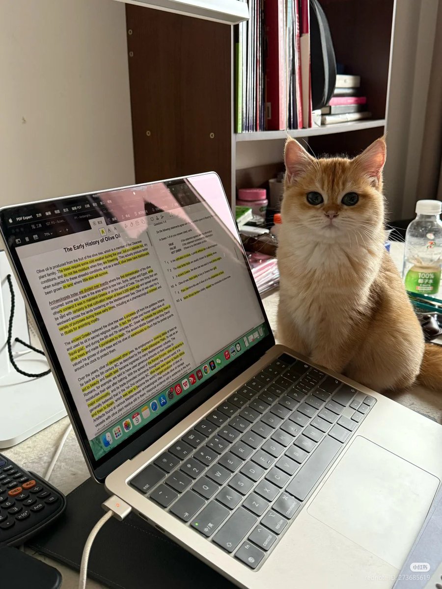 nocontextscats's tweet photo. He's judging my paper https://t.co/M6yNuH4ve0