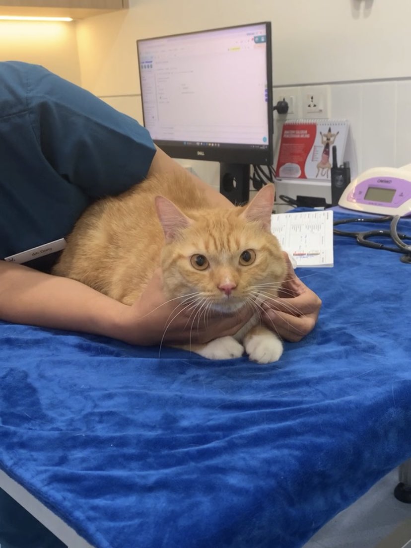 samshinecat's tweet photo. Mamak: ‘Udah suntiknya? Kok ga menjerit dia?’
Dokter: ‘Dagingnya tebel yaa. Jadi ga kerasa’ https://t.co/1X13Z7Gr4k