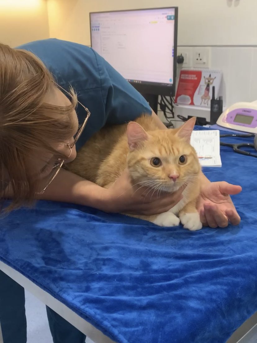samshinecat's tweet photo. Mamak: ‘Udah suntiknya? Kok ga menjerit dia?’
Dokter: ‘Dagingnya tebel yaa. Jadi ga kerasa’ https://t.co/1X13Z7Gr4k