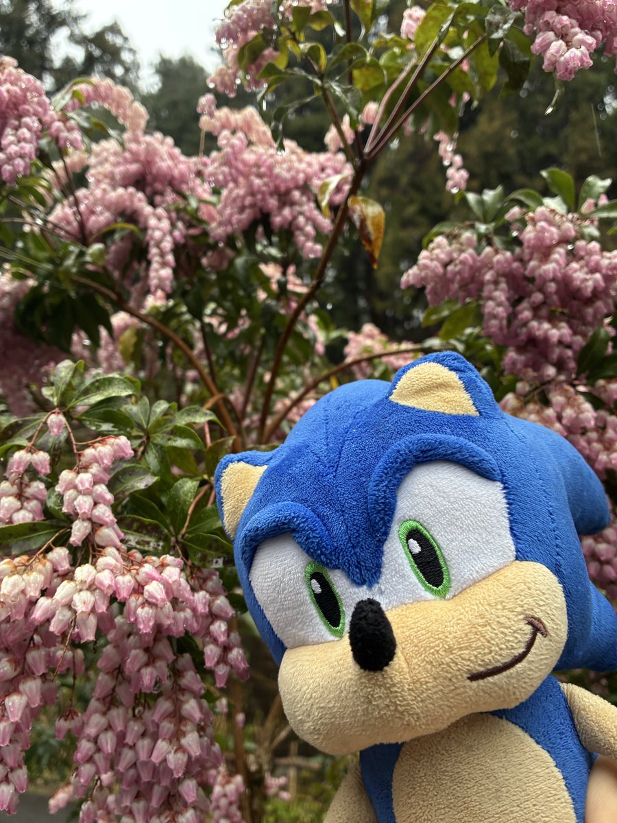 Ms_Virago's tweet photo. それもしかしてソニックにも同じ世界を見せてあげたい…ってこと？！って聞いたら、うん…😌💦と初めて真意が😳

あと毎朝学校行く時、自分のベッドからリビングに移動させてて「もしかして映画ソニックみたいに日中ひとりで寂しく過ごさせる訳にはいかない…ってこと？！」て聞いたらうん…😌💦と！→ https://t.co/vW1qJQw4aF