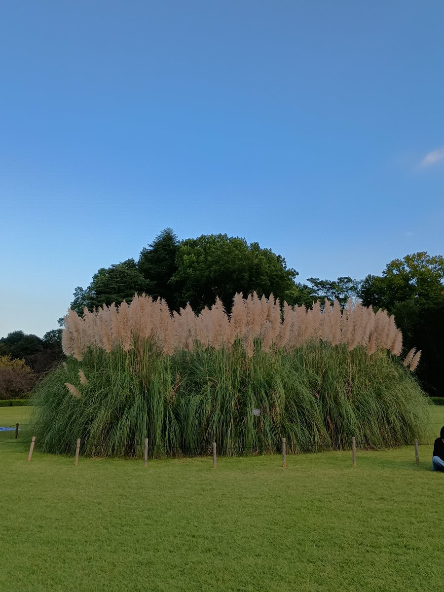 kaze3bumi's tweet photo. 深大寺行ったけど、リア友となので圭くん関連には行かず。。
神代植物公園の秋バラ🌹まだ少し早かったけど、ダリアが見頃で綺麗だった
雨女メンバーなのに珍しく晴れて嬉しい☀️
歩き疲れたけど久々にお喋り出来て楽しかった〜
帰りの電車は１人��ので寝ちゃいそうだなぁ😁 https://t.co/AnoVLqra9O