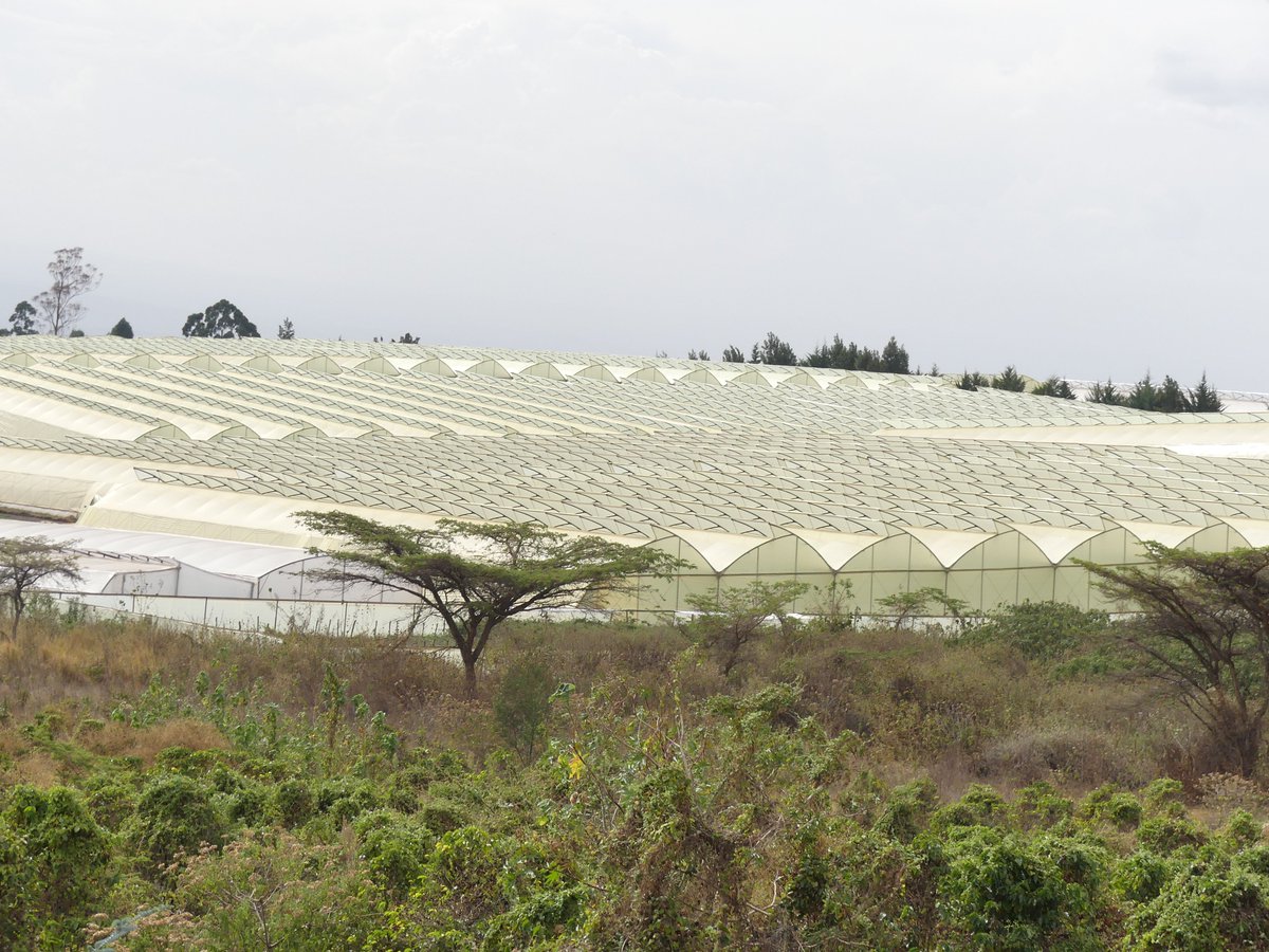 PhotosForTrees's tweet photo. #TreesofKenya #landusechange https://t.co/v8RGQ5M4bR