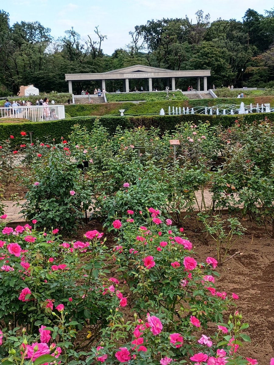kaze3bumi's tweet photo. 深大寺行ったけど、リア友となので圭くん関連には行かず。。
神代植物公園の秋バラ🌹まだ少し早かったけど、ダリアが見頃で綺麗だった
雨女メンバーなのに珍しく晴れて嬉しい☀️
歩き疲れたけど久々にお喋り出来て楽しかった〜
帰りの電車は１人��ので寝ちゃいそうだなぁ😁 https://t.co/AnoVLqra9O