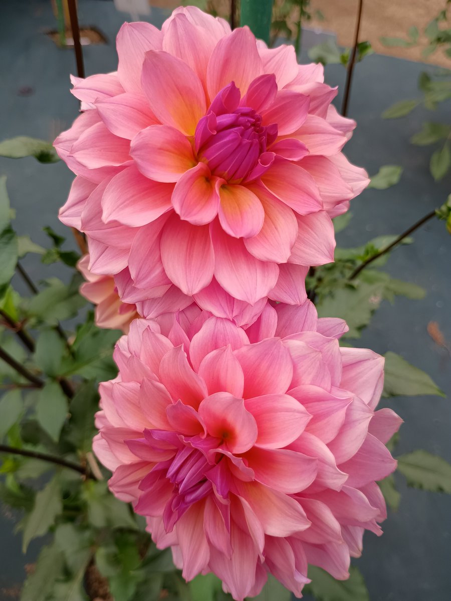 kaze3bumi's tweet photo. 深大寺行ったけど、リア友となので圭くん関連には行かず。。
神代植物公園の秋バラ🌹まだ少し早かったけど、ダリアが見頃で綺麗だった
雨女メンバーなのに珍しく晴れて嬉しい☀️
歩き疲れたけど久々にお喋り出来て楽しかった〜
帰りの電車は１人��ので寝ちゃいそうだなぁ😁 https://t.co/AnoVLqra9O