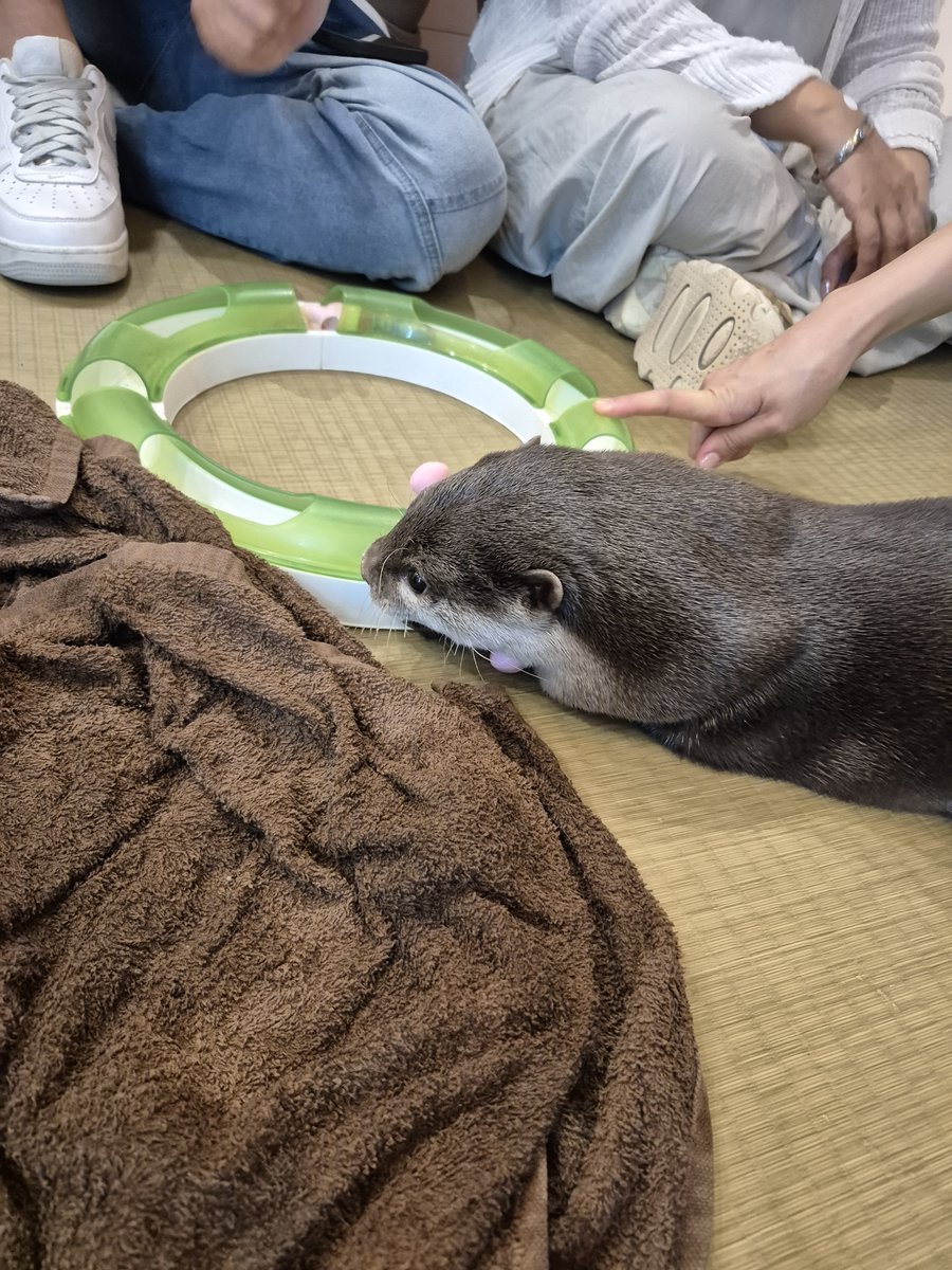 locon0721's tweet photo. 美味しかった親子丼。可愛かったカワウソ https://t.co/6apUGeMaFy