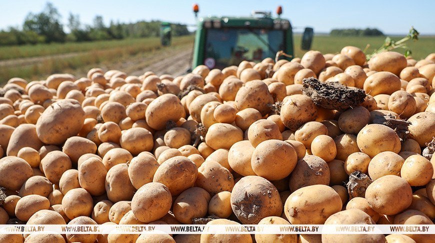 ActualidadBel's tweet photo. 🥔🚜El 58% de la superficie de las patatas fue cosechada en Belarús.

Por el momento, 13 mil hectáreas del plan de 22 mil hectáreas. Sobre esto informaron en el Servicio de Prensa del Ministerio de Agricultura y Alimentación.
Hilo👇🏼🇧🇾 https://t.co/Q8eVNhjb16
