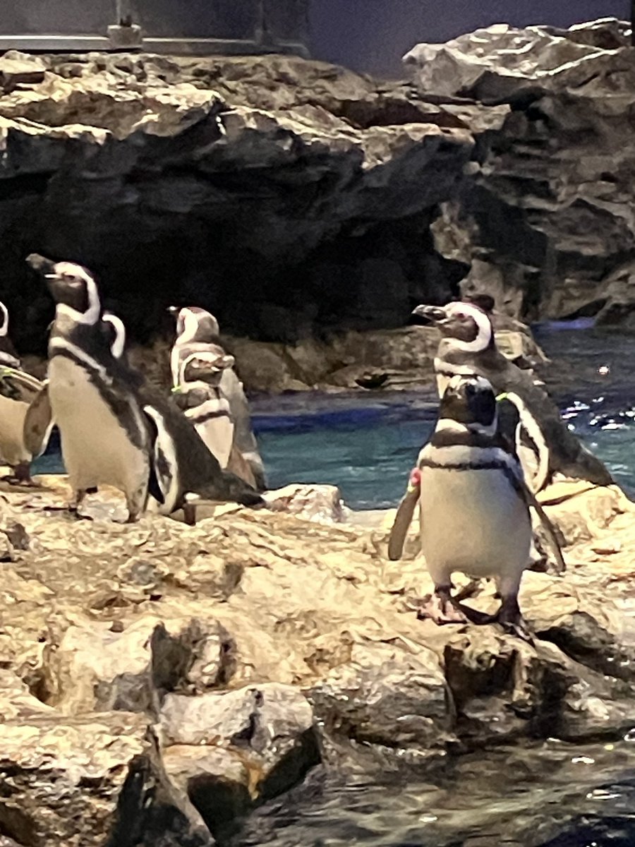 Roba_Penguin's tweet photo. 本日はすみだ水族館でペン活してきました🐧💨🐧💨🐧🐧🐧💨
エコバッグペンさん、お出かけデビューです🐧
アデリーさん、初めてマゼランさんに会いました🐧💕💕 https://t.co/XAJsWRqItS