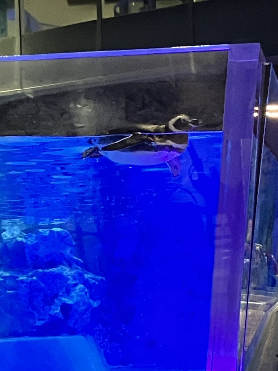 Roba_Penguin's tweet photo. 本日はすみだ水族館でペン活してきました🐧💨🐧💨🐧🐧🐧💨
エコバッグペンさん、お出かけデビューです🐧
アデリーさん、初めてマゼランさんに会いました🐧💕💕 https://t.co/XAJsWRqItS