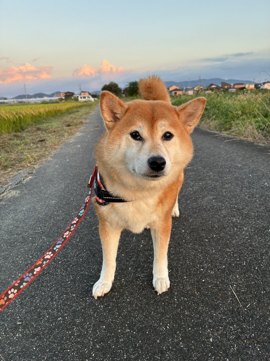 kipopipop's tweet photo. おさんぽいーぬ
なんか茶色いけど夕日のせい？ https://t.co/j6ZOI7cLI2