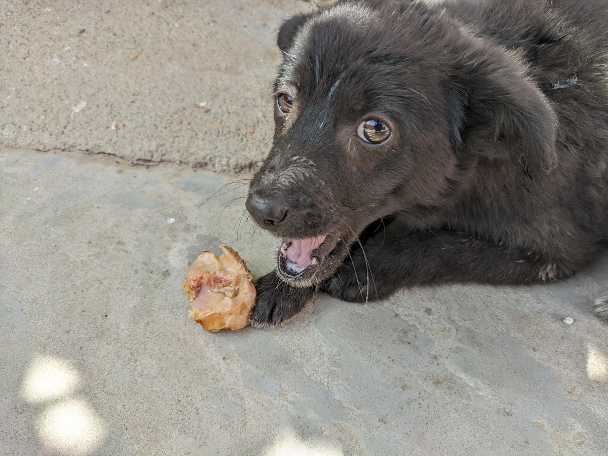WanderCode2fpk's tweet photo. Puppy update: 10 weeks old today! Just mastered "sit" and stole half my sandwich. Growing way too fast ， https://t.co/dVknXYMKdT