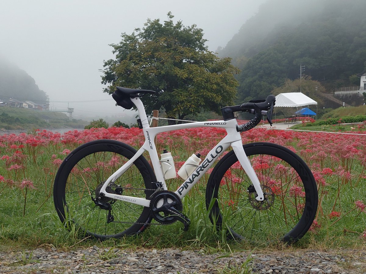 shef00712's tweet photo. リコリスの里寄ったけどもう枯れ始め?
花 自転車 花の位置で撮りたかったけどできそうな場所無かったわ https://t.co/eYww0E3cLs