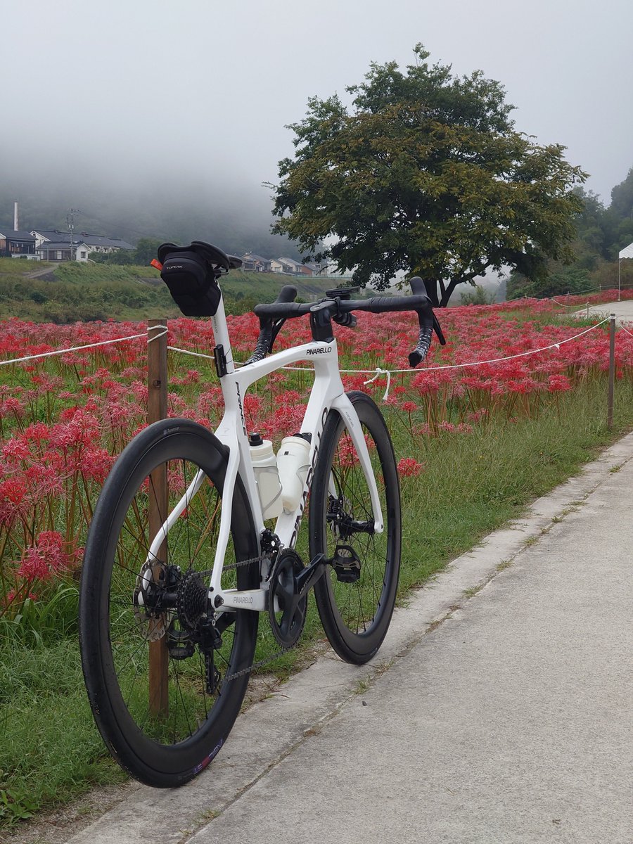 shef00712's tweet photo. リコリスの里寄ったけどもう枯れ始め?
花 自転車 花の位置で撮りたかったけどできそうな場所無かったわ https://t.co/eYww0E3cLs