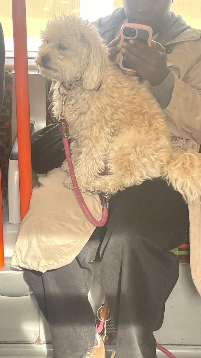 eeeeeelsam's tweet photo. 출근길에 너무 의젓한 강아를 만남 그리고 진짜 좀 영국인같이 생김 https://t.co/6MVGMUNu5D
