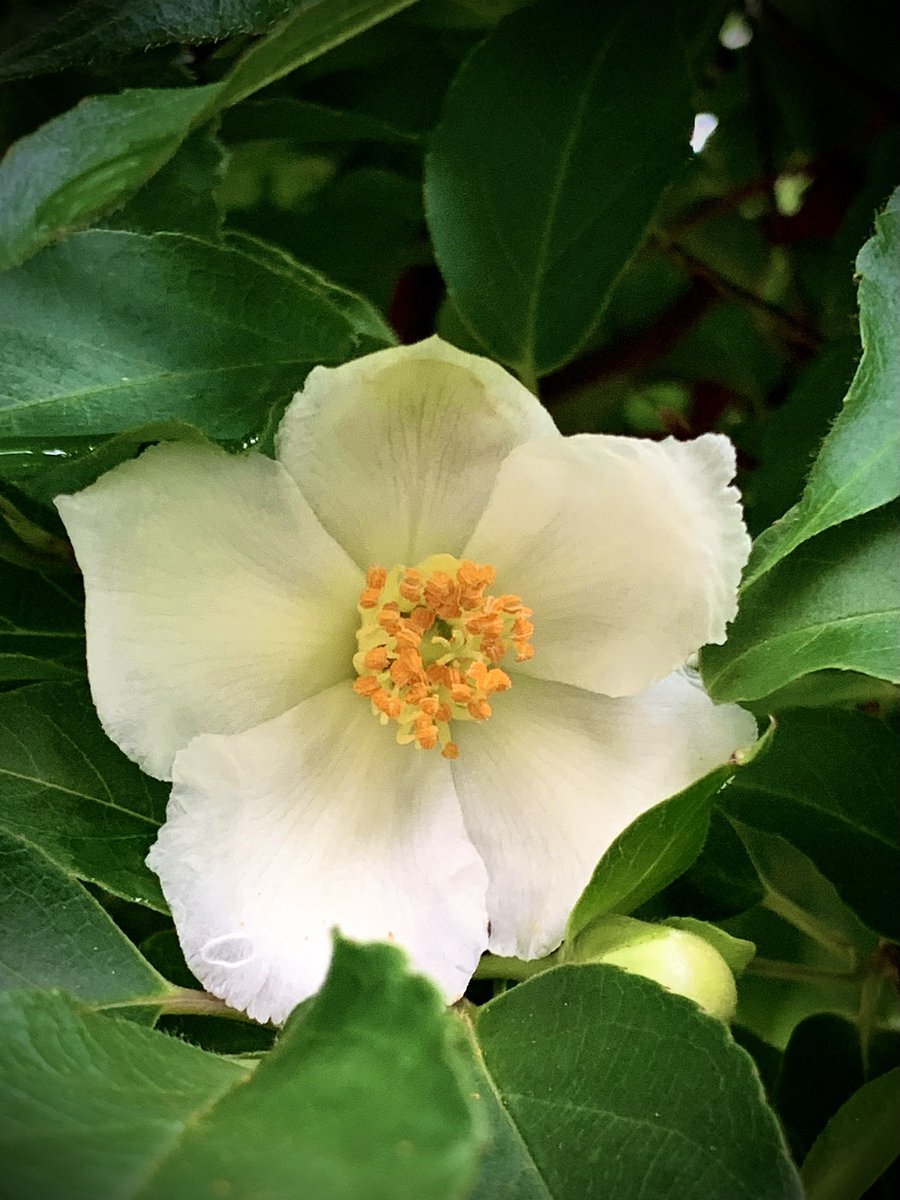 sb93pm's tweet photo. blooming quietly, yet with nobility … https://t.co/3b9lLYw9Qb
