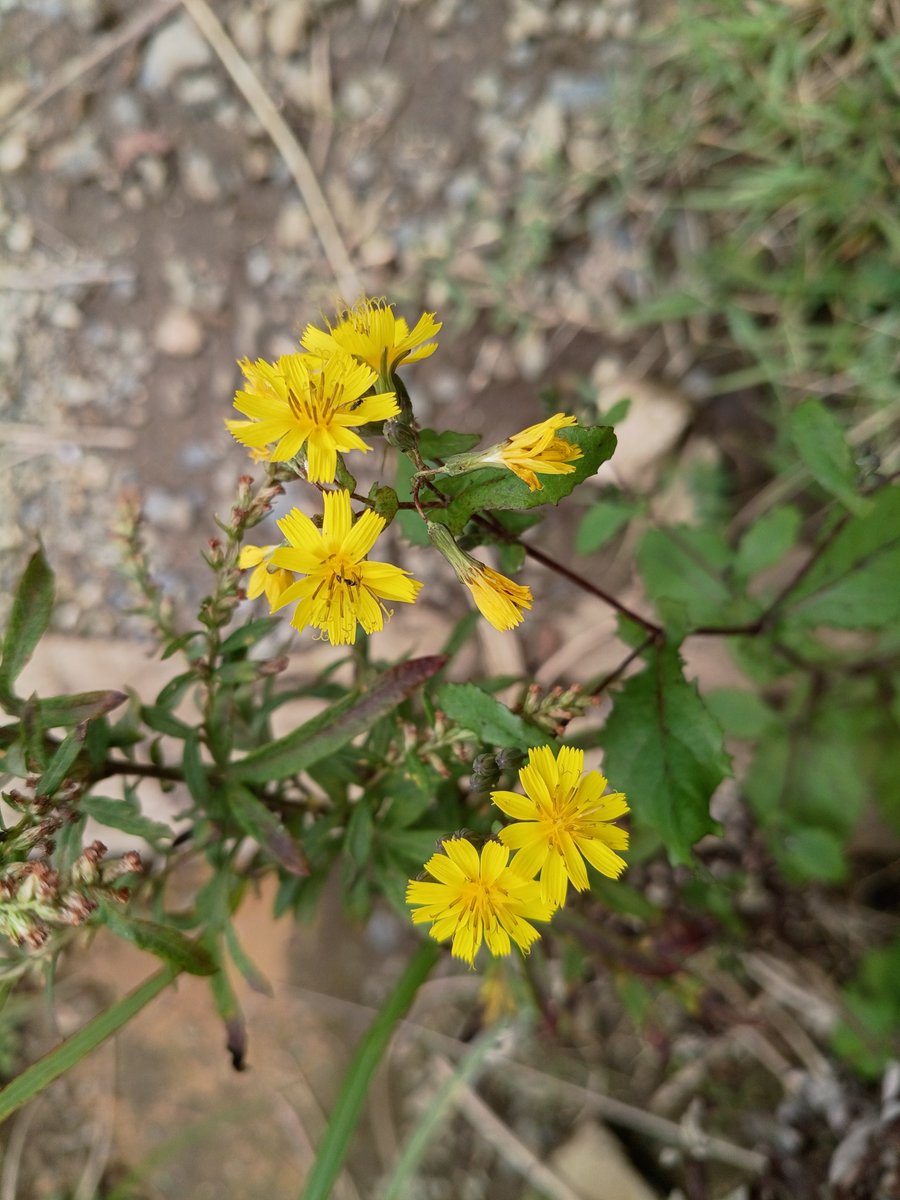 ptc2's tweet photo. 【約20キロ陣馬高原バス停から
　　高尾山口駅までのトレイルハイク】

秋の花も咲き丹沢の山々、スカイツリーの眺望がありました。
多くのランナー・ハイカーが自然を楽しむ山域でした。

• 累積標高差:
 • 上り：約1,100m〜1,350m
 • 下り：約1,300m〜1,480m

#小川泰裕
#高尾山
#高尾 https://t.co/lwyDiy3Dxx