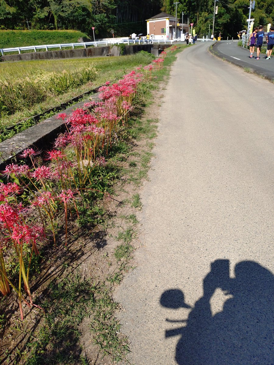 Hideaki_Furuki's tweet photo. 稲と彼岸花と中学生ランナー🏃
熊本市中体連駅伝まであと11日🗓️ https://t.co/3PWmaziWx0