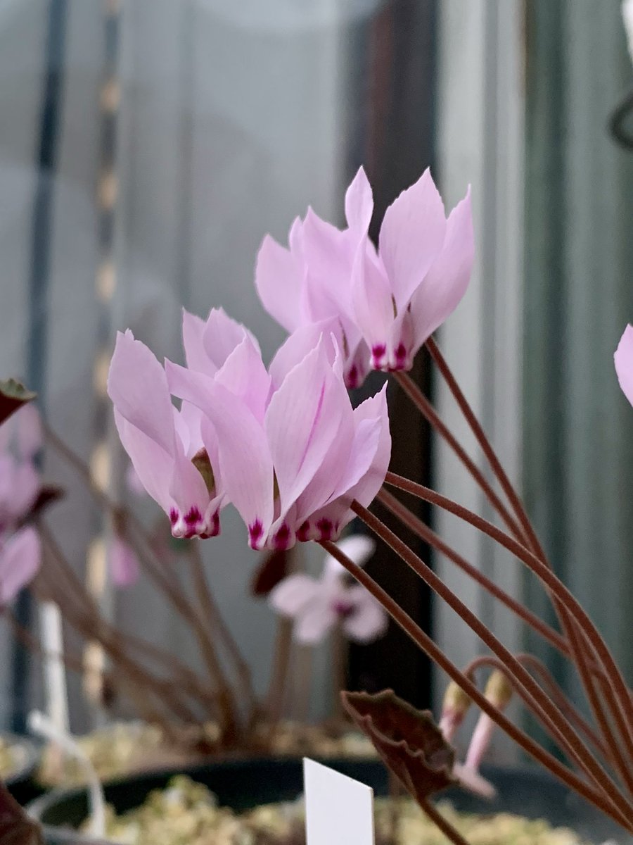 magicyclamen's tweet photo. 上から見るか横から見るか
#原種シクラメン
#ミラビレ
#Cyclamen
#mirabile https://t.co/37yqOEJCXX
