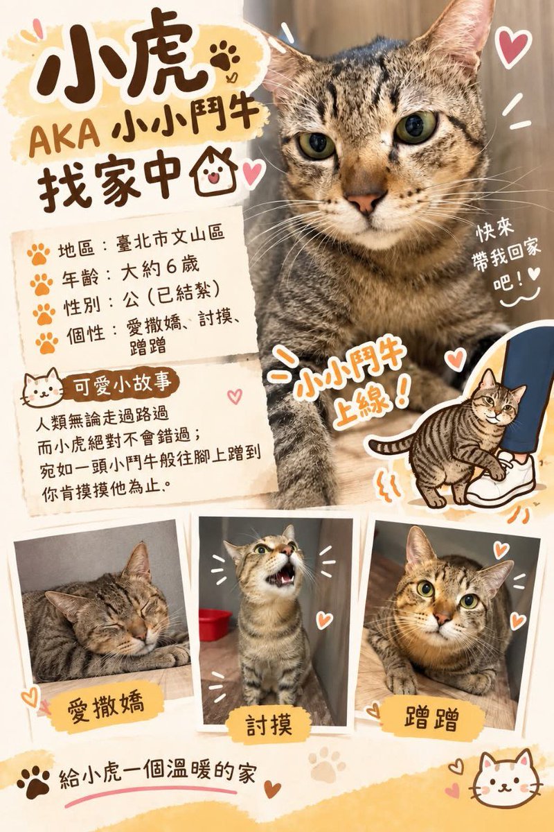 phrangipani's tweet photo. #台北文山 #貓咪找家
跟在地居民一起救援的虎斑貓找家
原本嚴重的口炎現在已經治療完成
還算可愛吧
請大家欣賞參考一下 https://t.co/zb4tUERW7r