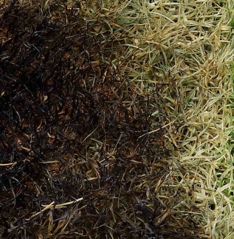 ZvikoNN's tweet photo. I am planning to drink in honour of the grass that suffered greatly under the weight of Chivayo’ buttocks in Marondera. https://t.co/L24CKWDC5j