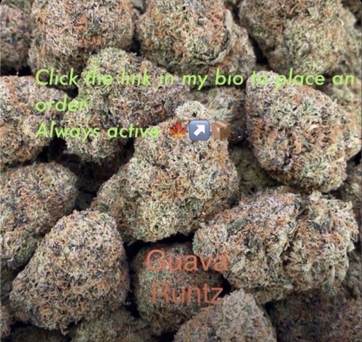 StartTradevr's tweet photo. GET TOP SHELF INDOOR EXOTIC CANDY WEED REAL ZAZA Cali kush buds flower THC Vape Hash,  Dubai, Abu Dhabi, Sharjah, Ajman, Ras Al Khaimah, Fujairah
Riyadh, Jeddah, Mecca, Medina, Dammam, Abha
Amman, Aqaba, Irbid, Zarqa, Madaba, Jerash
Doha, Al Rayyan, Muscat, Manama, Riffa Juffair https://t.co/2pmt5WhVlU