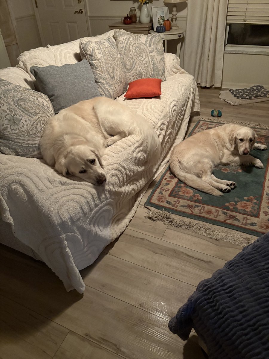 1Nicdar's tweet photo. 🇺🇸 🇺🇸 🇺🇸 🇺🇸 🇺🇸 🇺🇸 🇺🇸 🇺🇸 🇺🇸 🇺🇸 🇺🇸
Good Morning from my Wolfpack fellow Patriots. If mom saw Jake on her good couch, both him and I would be in big trouble. One grandson is up and the other one is still sleeping. Probably gonna have pancakes for breakfast. The oldest has a soccer game this morning weather permitting. Supposed to get quite a bit of rain these next couple of days according to forecasts. Anyhoo, have a great day everyone. Peace! ✌🏼