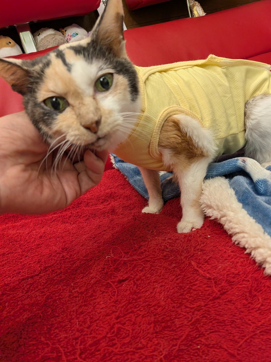 ojm52811's tweet photo. ミケちゃん無事に帰ってきました！
ミケちゃん「ただいま〜(⁠◕⁠ᴗ⁠◕⁠✿⁠)」 https://t.co/SQHaur1jqp