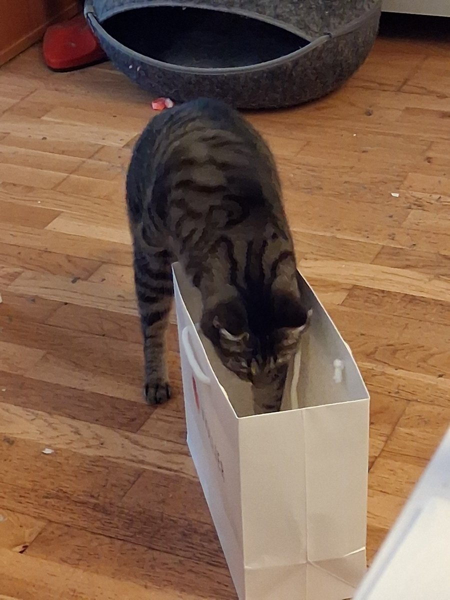two_red_cats's tweet photo. ..... so a tascherl is' 'n feines spielzeug..... https://t.co/E2U8f2R432